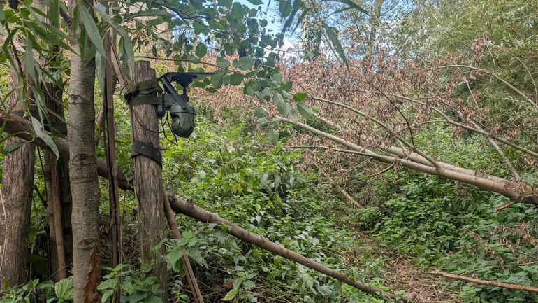 L’unique castor de Bruxelles s’est mis en couple