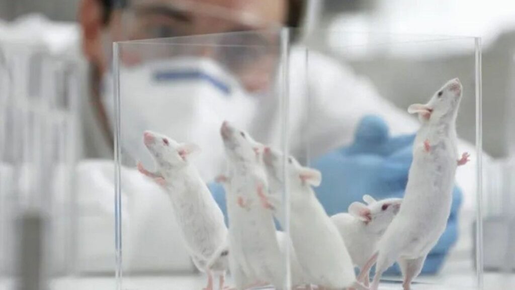 Plus de 52.000 animaux soumis à des expériences en laboratoire à Bruxelles en 2024