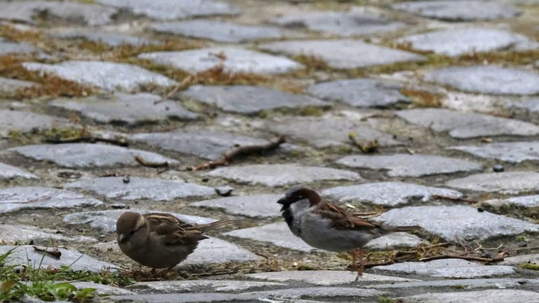 Situation contrastée pour les oiseaux nicheurs à Bruxelles