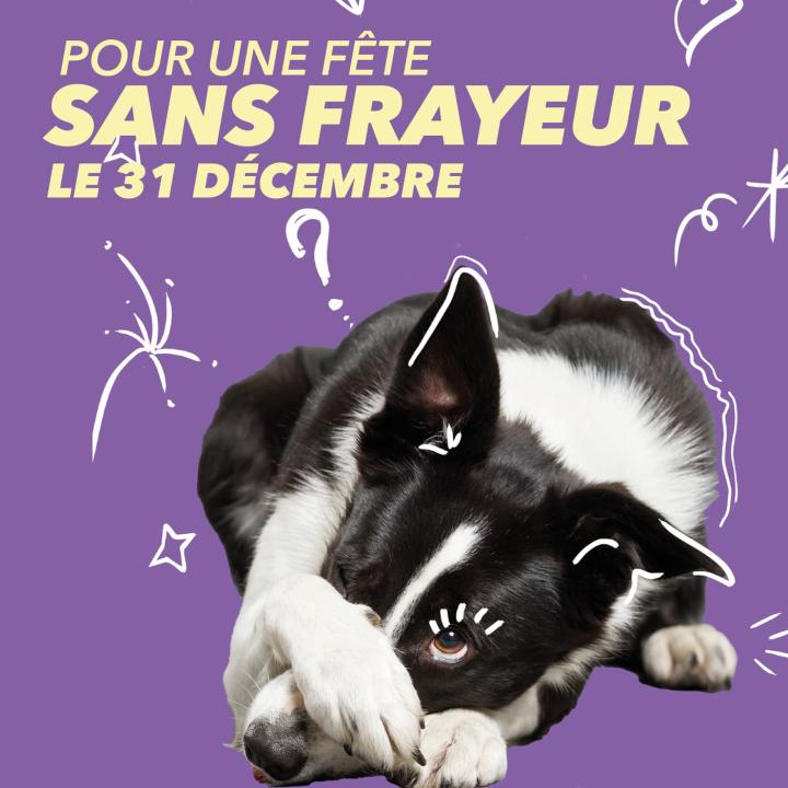 Comment protéger les animaux des feux d'artifice ?
