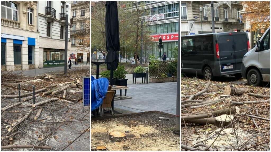 Coupe d’arbres sur le piétonnier de Bruxelles : la ville précise "aucun arbre n’a été abattu"