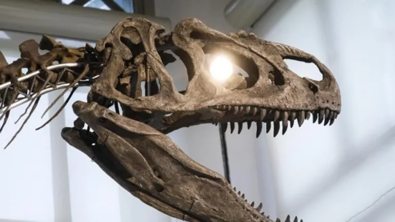 Bruxelles : Le Musée des Sciences naturelles ouvrira ses portes aux familles le 30 janvier et le 20 mars