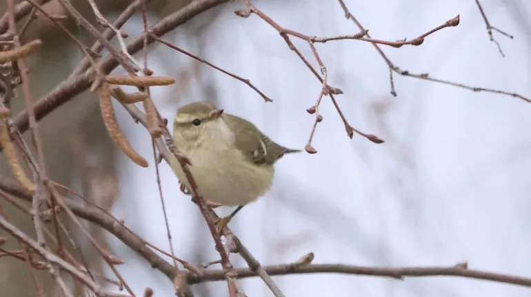 Deux rarissimes Pouillots ont été vus à Bruxelles