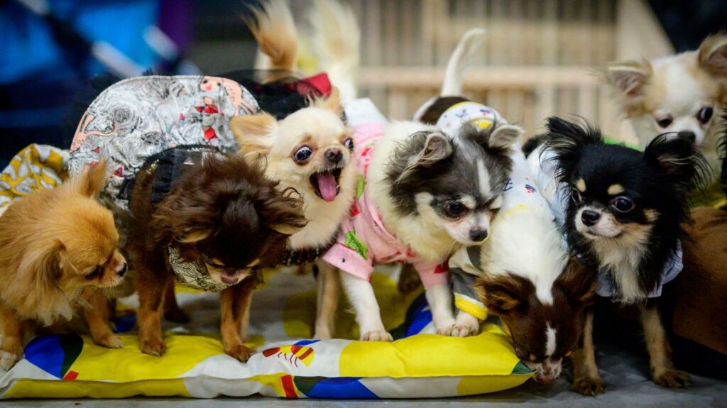 Chiens, chats, races et prénoms : le top 5 des animaux domestiques à Bruxelles en 2025