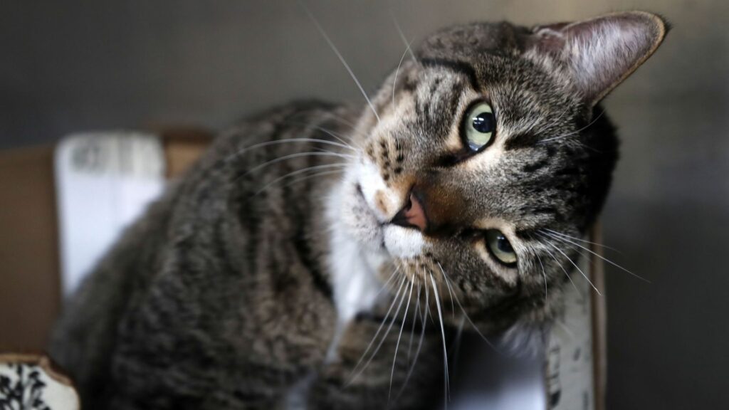 La Région de Bruxelles-Capitale a stérilisé près de 6.000 chats en 2025