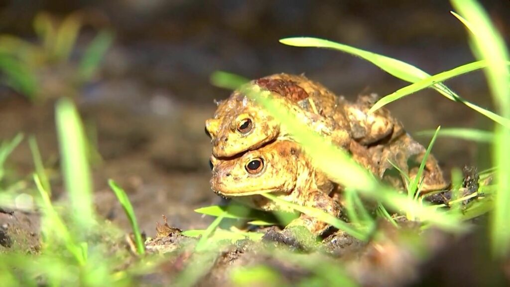Les opérations de sauvetage des batraciens débutent en Wallonie et à Bruxelles