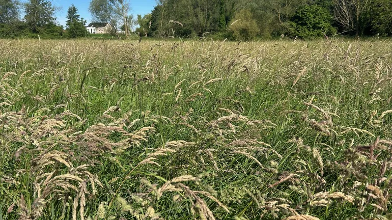 Gansbroek : une nouvelle réserve naturelle pour créer un corridor écologique aux portes de Bruxelles