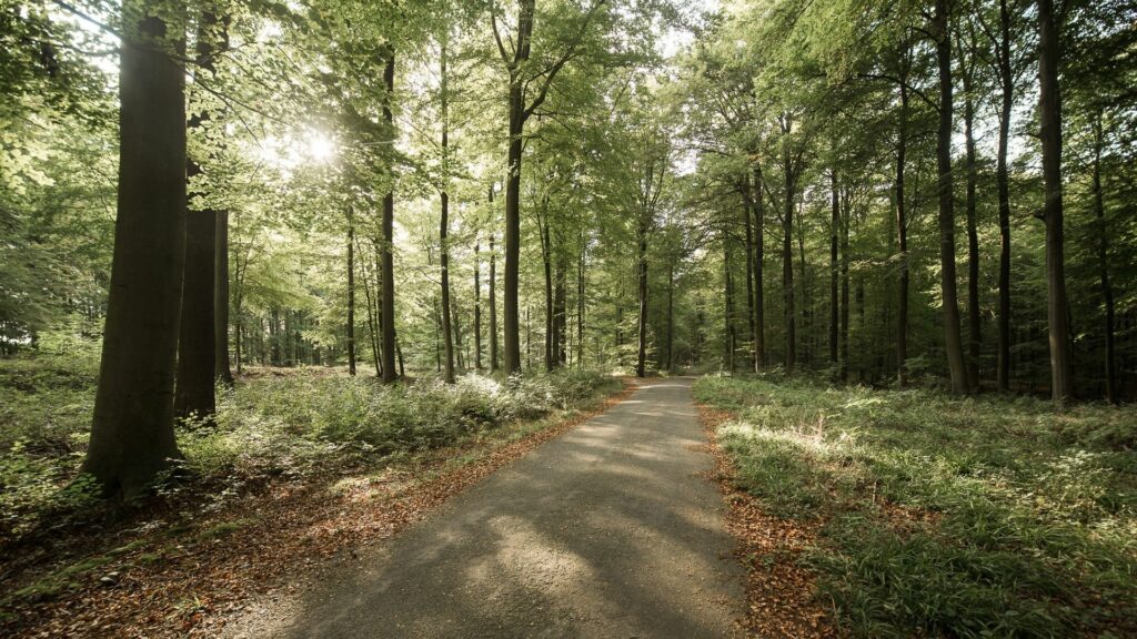 Vents violents attendus à Bruxelles : les parcs régionaux et la forêt de Soignes fermés dès 19h