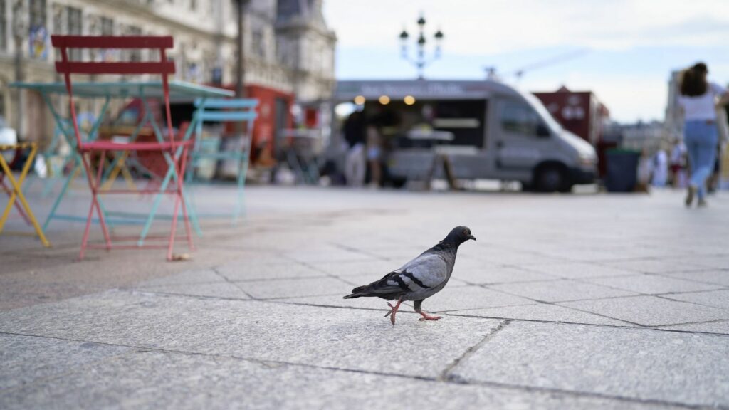 Action symbolique à Bruxelles pour demander une politique alimentaire pour les pigeons