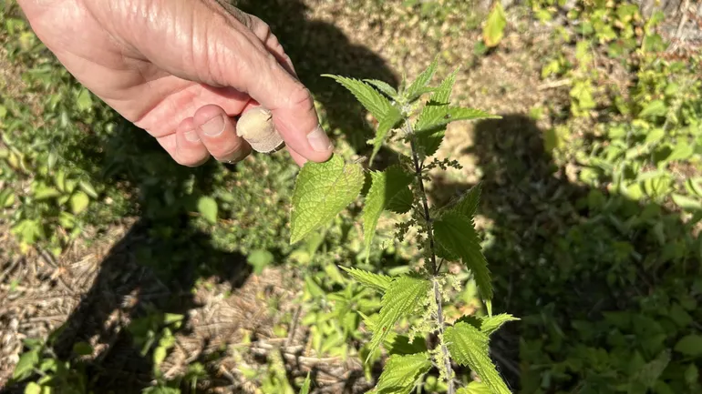 Des bénévoles arpentent Bruxelles pour repérer et enregistrer toutes les plantes qui y poussent