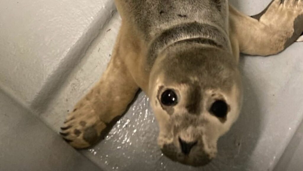 Un bébé phoque secouru le long du canal de Bruxelles à Vilvorde