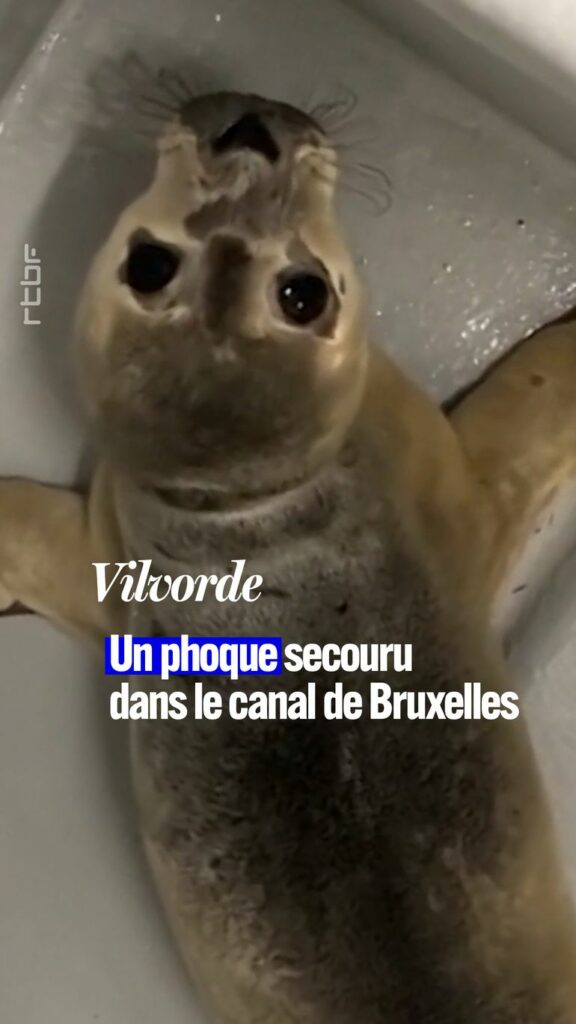 Un bébé phoque secouru le long du canal de Bruxelles à Vilvorde: "un pur hasard" (vidéo)