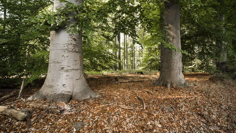 Bruxelles se dit préparée face au risque d’incendie en forêt de Soignes